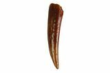 Fossil Fish Fang (Aidachar) - Kem Kem Beds, Morocco #144675-1